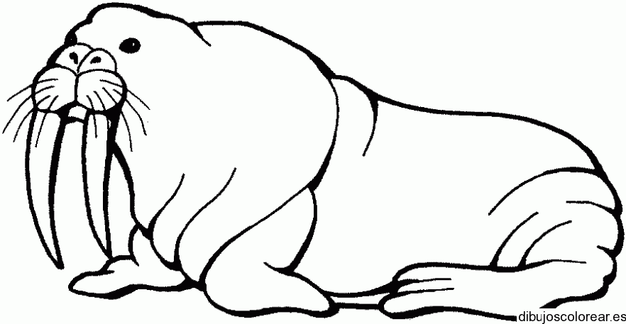 Dibujo de un león marino