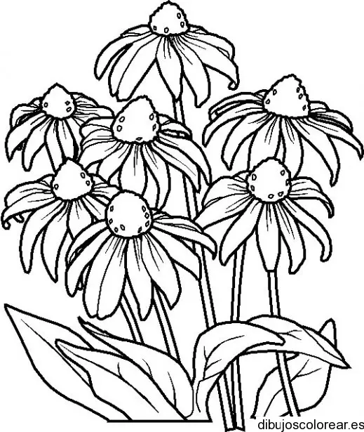 Dibujo de margaritas marchitas