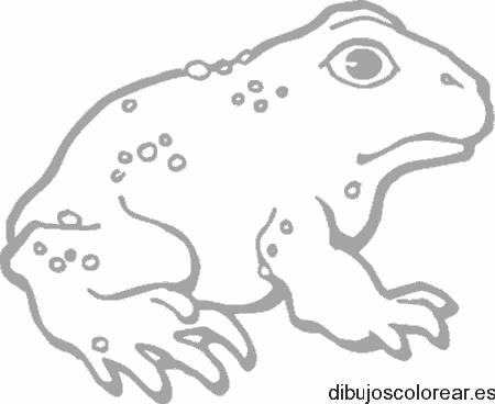 Dibujo de un sapo