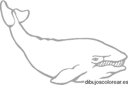 Dibujo de un tiburón furioso