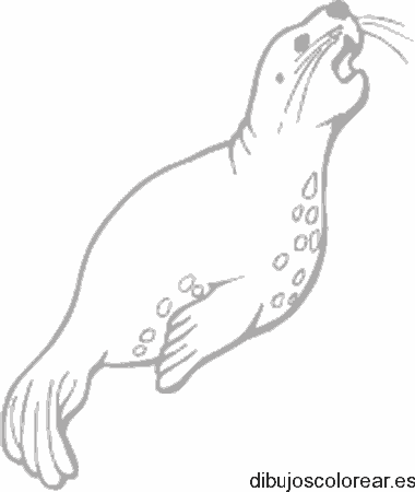 Dibujo de una foca nadando