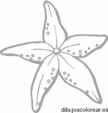 Dibujo de una estrella de mar mediana
