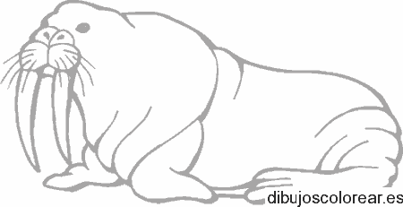 Dibujo de una morsa