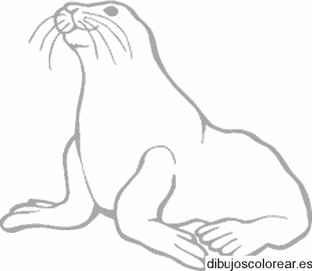 Dibujo de una foca