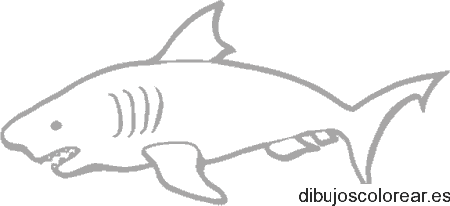 Dibujo de un tiburón pequeño