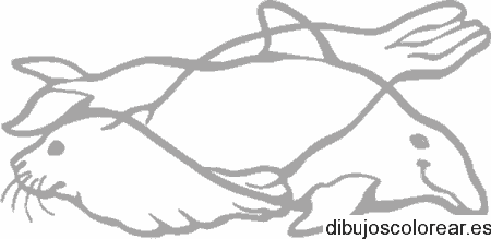 Dibujo de focas