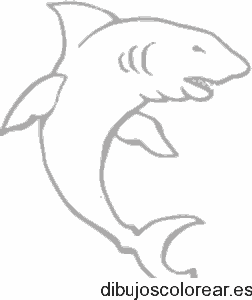 Dibujo de un tiburón al ataque