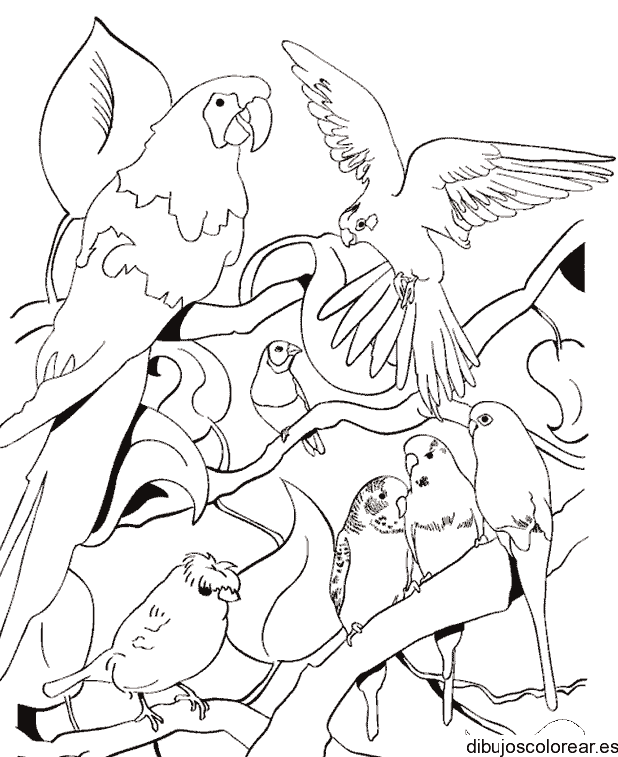 Dibujo una colonia de loros
