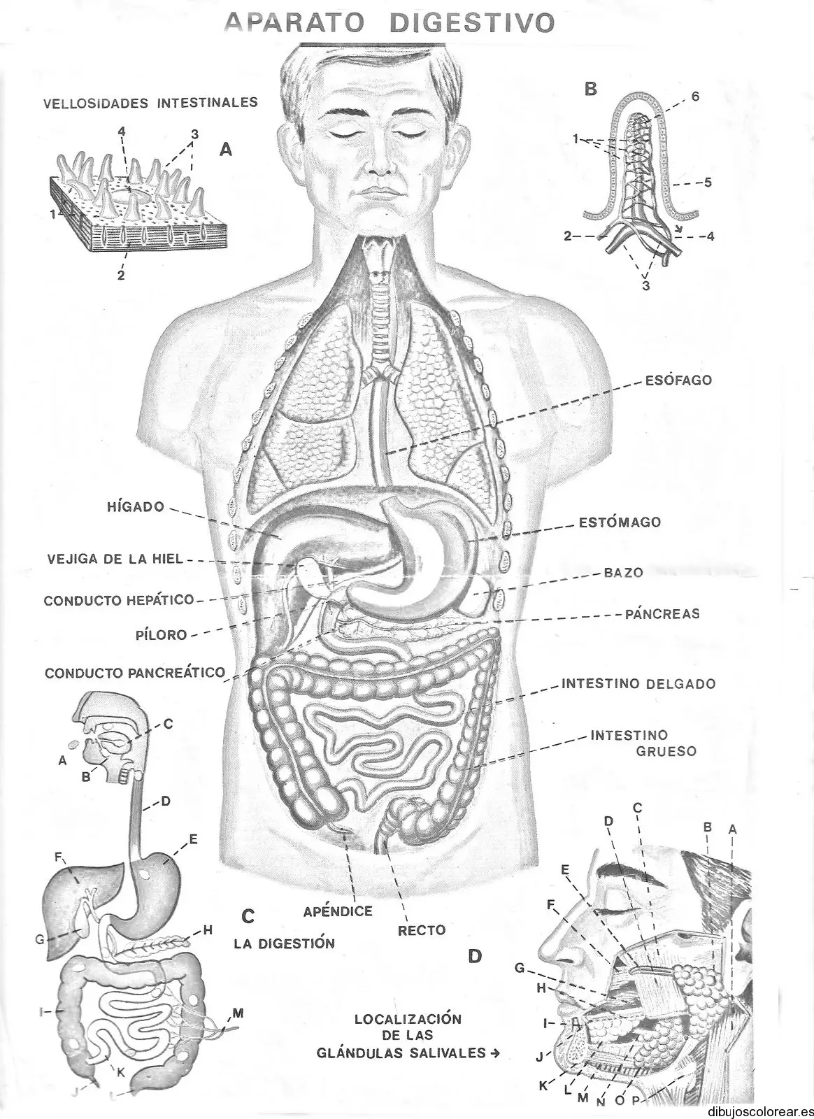 Dibujo del aparato  digestivo