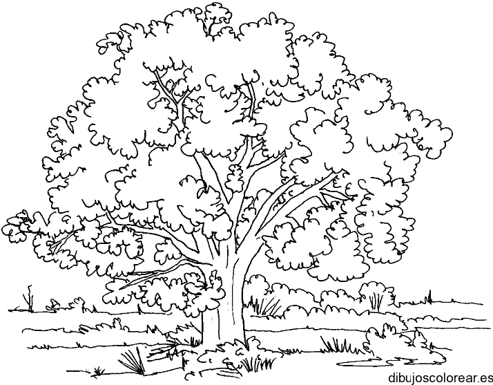 Dibujo de un árbol frondoso