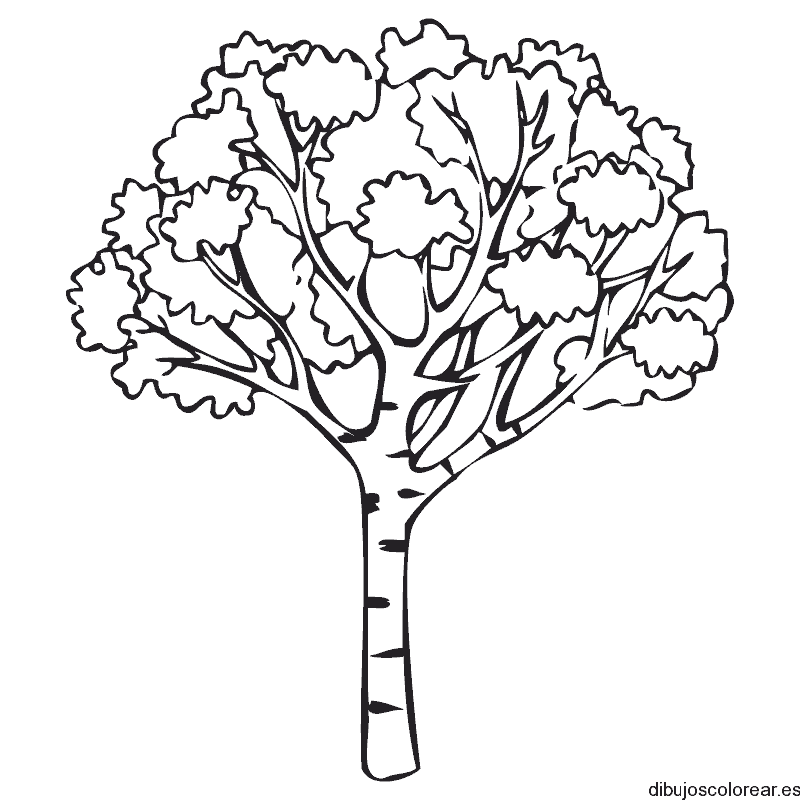 Dibujo de un frondoso árbol