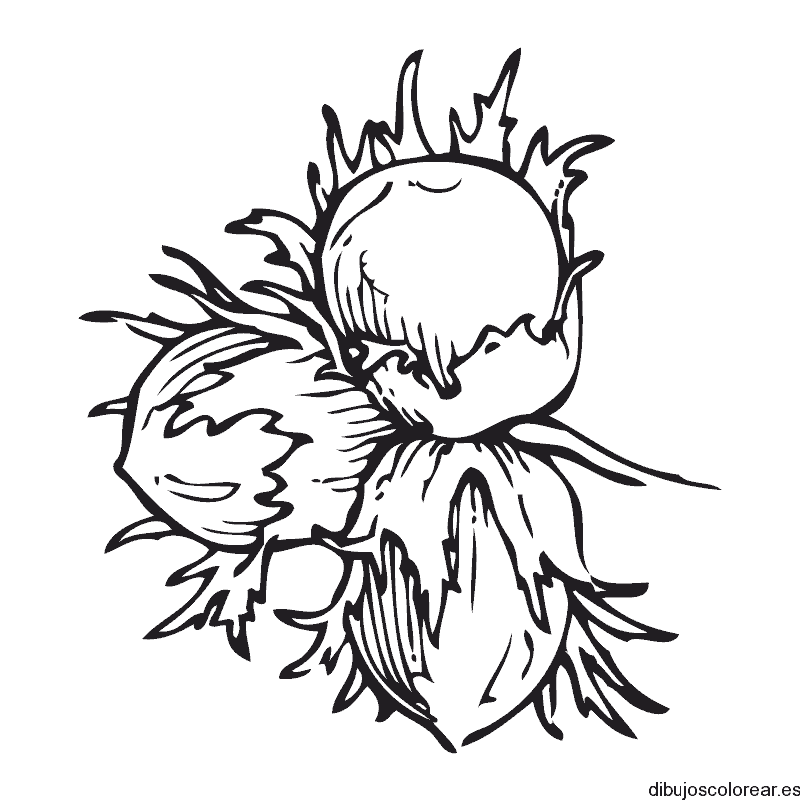 Dibujo de avellanas