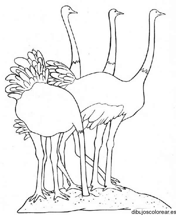 Dibujo de tres avestruces