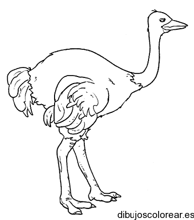 Dibujo de una avestruz en pie