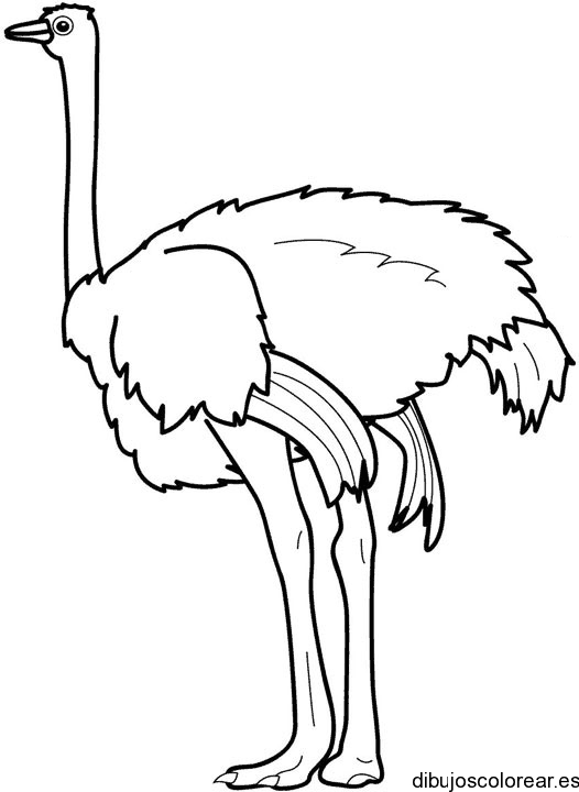 Dibujo de una gran avestruz
