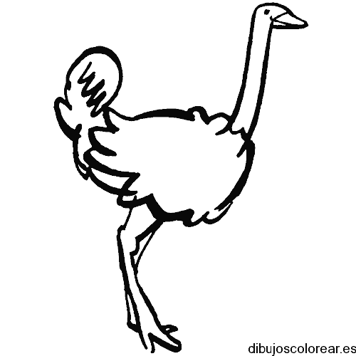 Dibujo de una pequeña avestruz