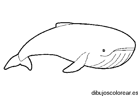 Dibujo de ballena 