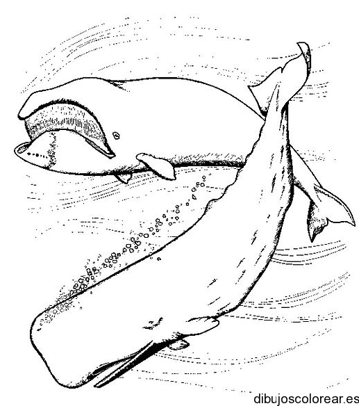 Dibujo de dos Orcas