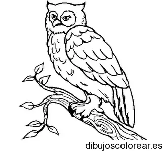 Dibujo de un mochuelo en un árbol