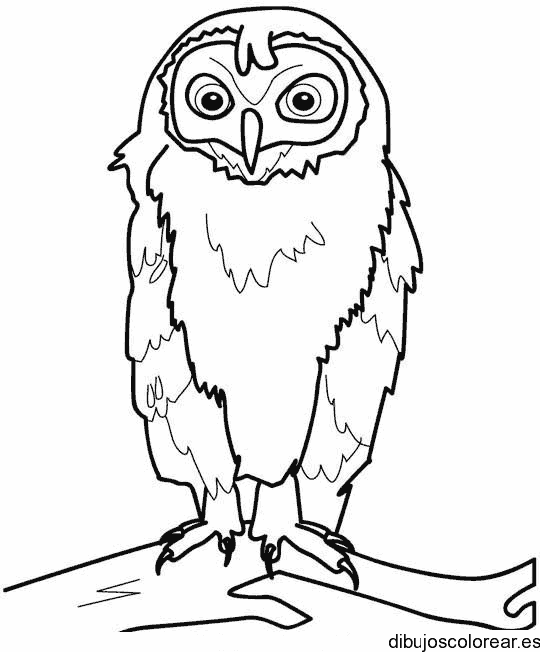 Dibujo de un búho en una rama