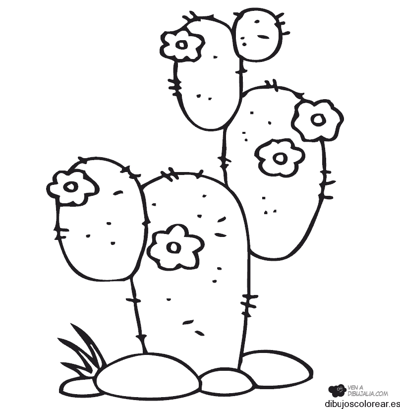 Cactus con flores