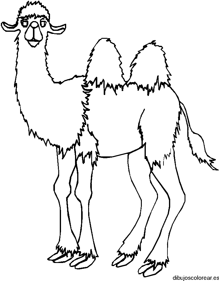 Dibujo de un camello grande