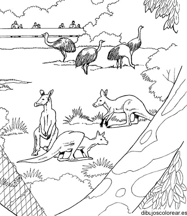 Dibujo de una colonia de canguros y avestruces