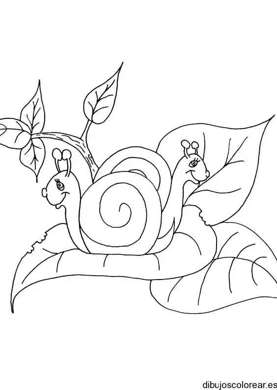 Un caracol