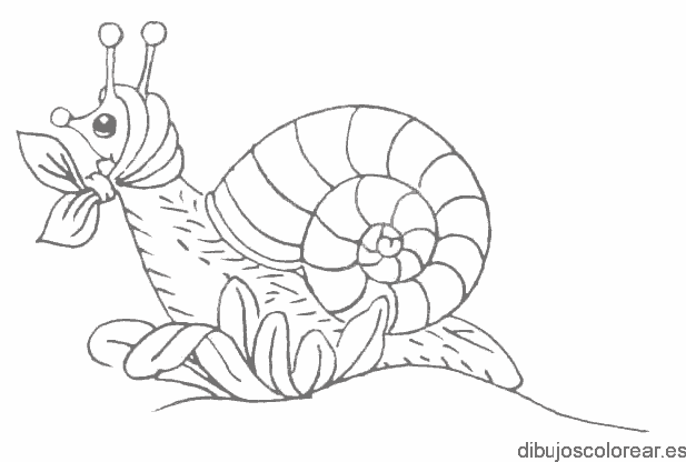 Dibujo de una caracola
