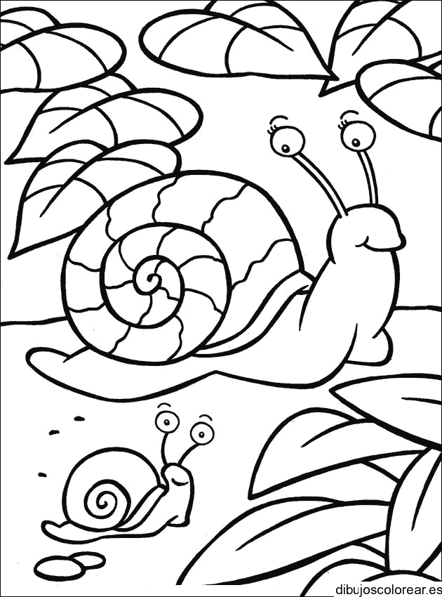 Dibujo de dos caracoles
