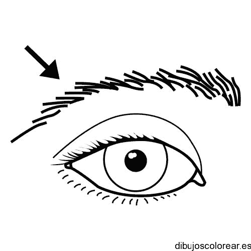 Dibujo de un ojo y una ceja 