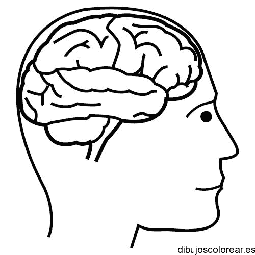 Dibujo de un cerebro humano 