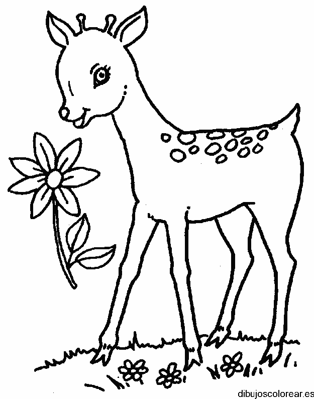 Dibujo de un cervatillo con una flor