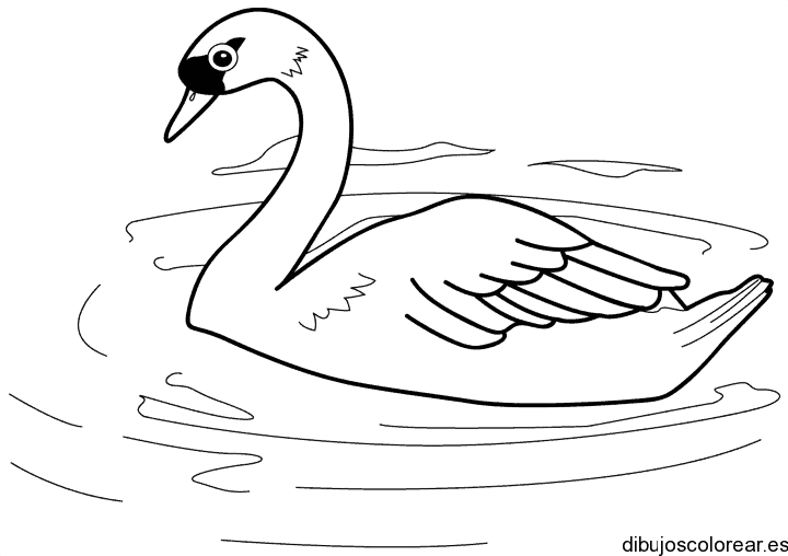 Dibujo de un cisne grande