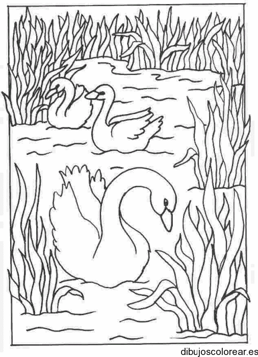 Dibujo de tres cisnes