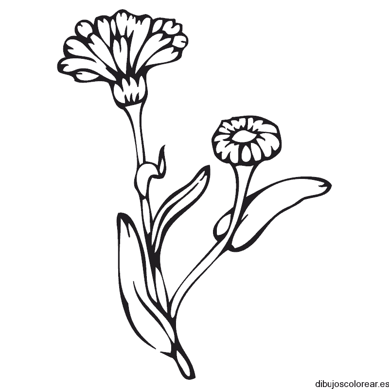 Dibujo de dos claveles