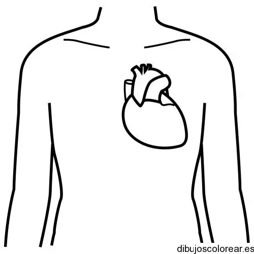 Dibujo de un corazón humano 