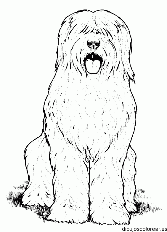Dibujo de un perro de aguas