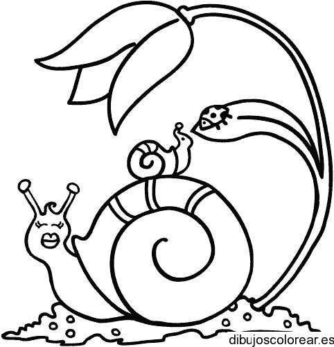 Dibujo de un caracol y una tortolita