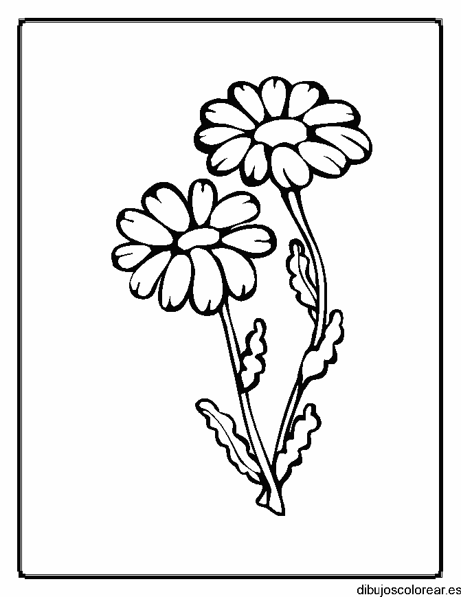 Dibujo de dos margaritas medianas