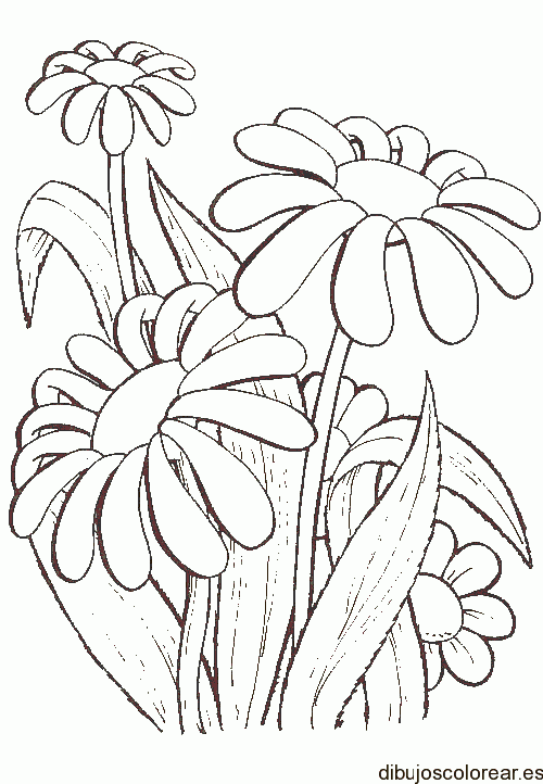 Dibujo de un jardín de margaritas