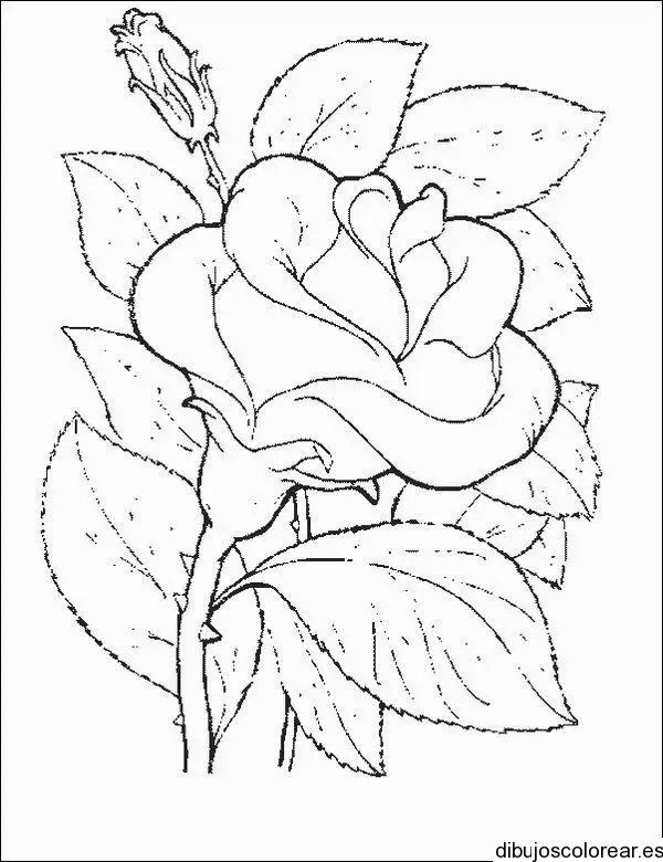 Cuadro con una rosa 