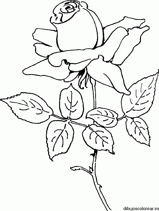 Dibujo de botón de rosa con hojas