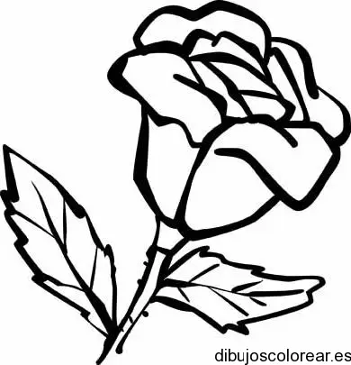 Dibujo de un pequeño clavel