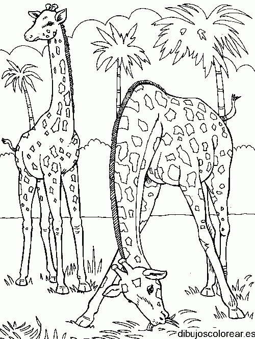 Dibujo de dos jirafas pastando