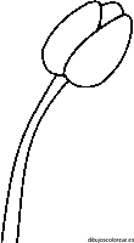 Dibujo de un tulipan