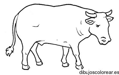Dibujo de un toro