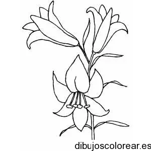 Dibujo de un ramo de tres bellas flores