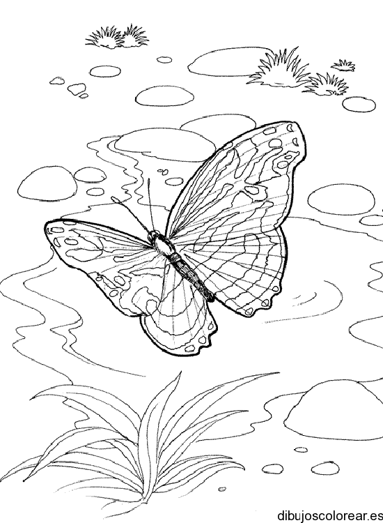 Una mariposa
