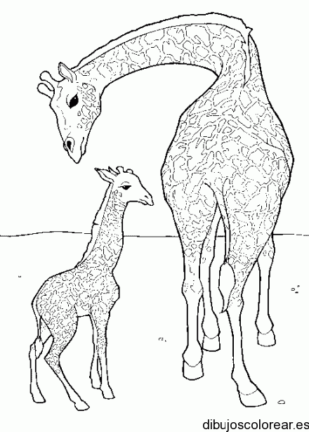 dos jirafas
